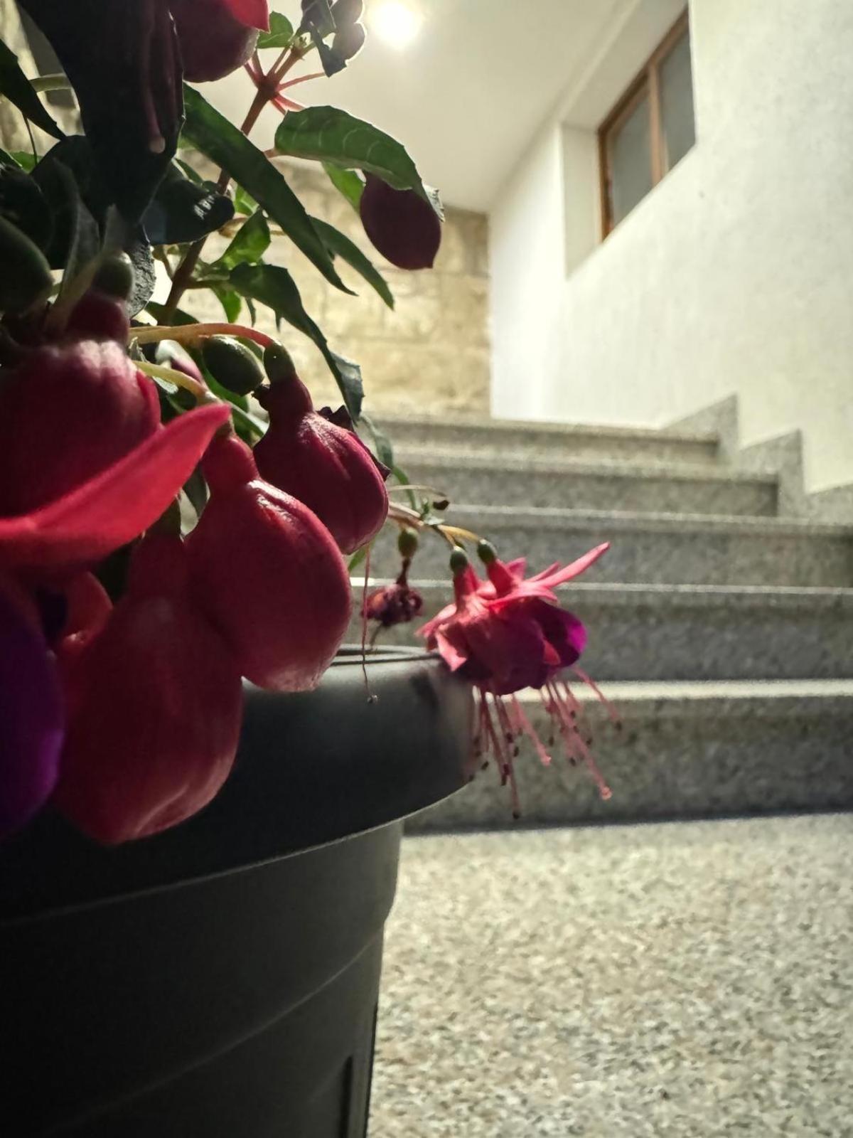 Apartman Casa Nevija *